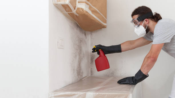 Basement Mold Remediation treatment on basement walls in Clarksboro